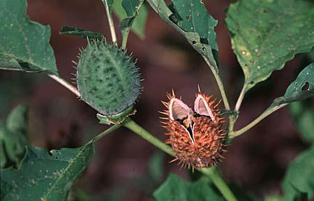 Datura stramonium