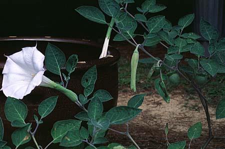 Datura stramonium