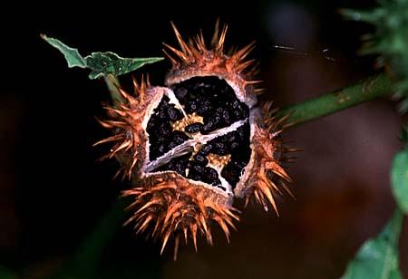 Datura stramonium