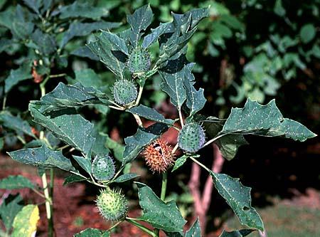 Datura stramonium