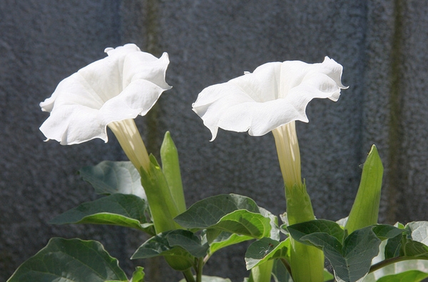 Datura innoxia