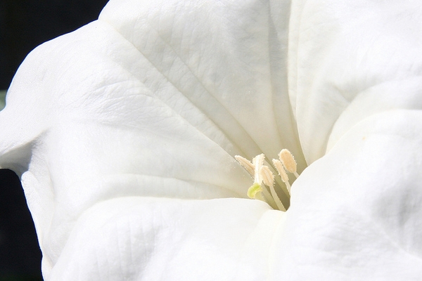 Datura innoxia