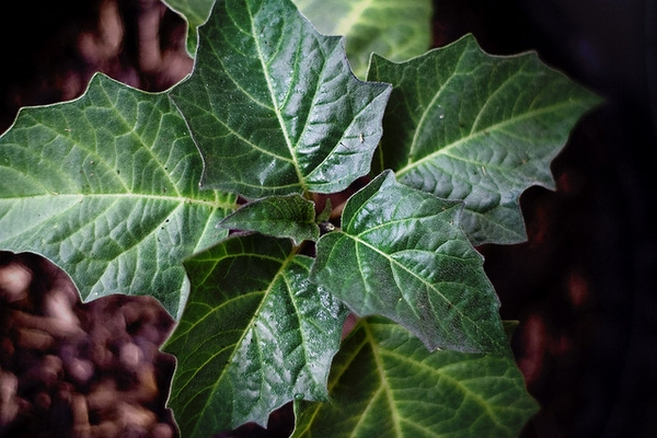 Datura metel