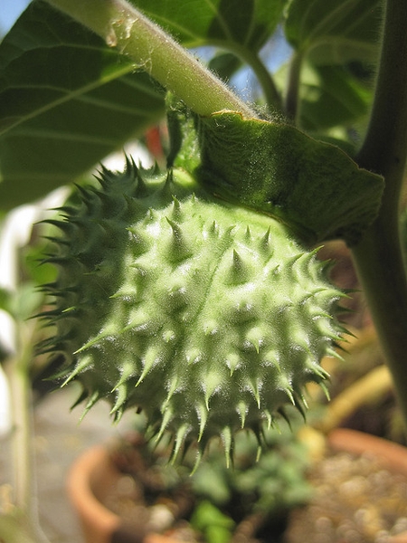 Datura metel