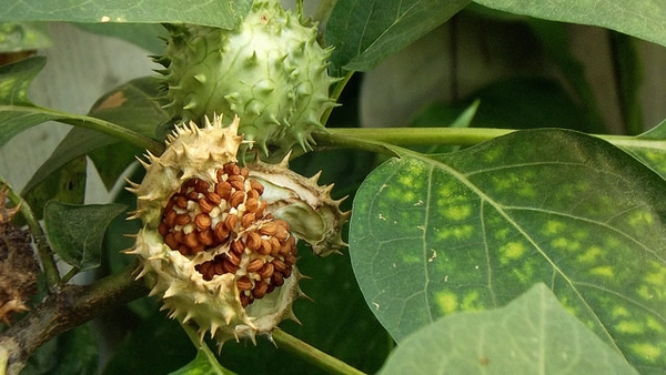 Datura metel