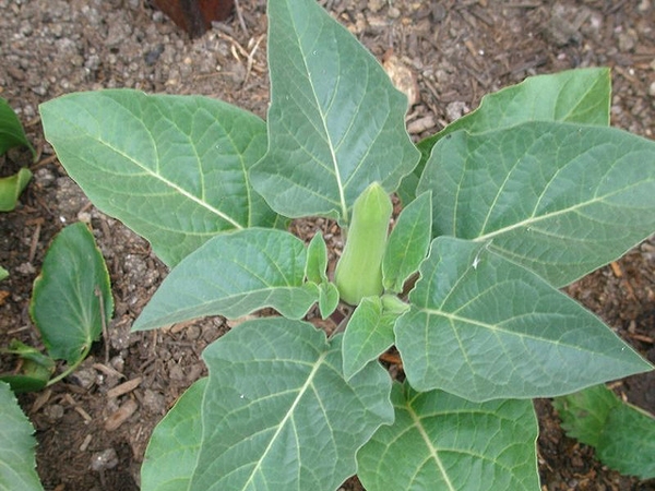 Datura metel