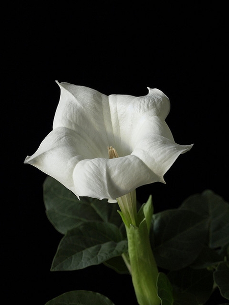 Datura metel