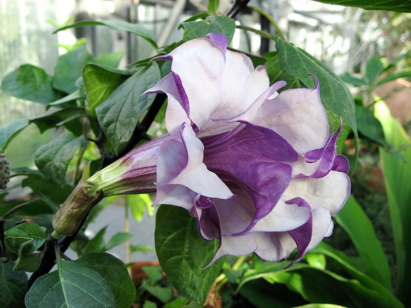 Datura metel