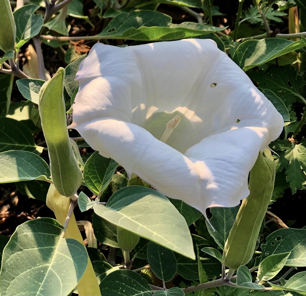 Flower & Bud - Wake Co., NC