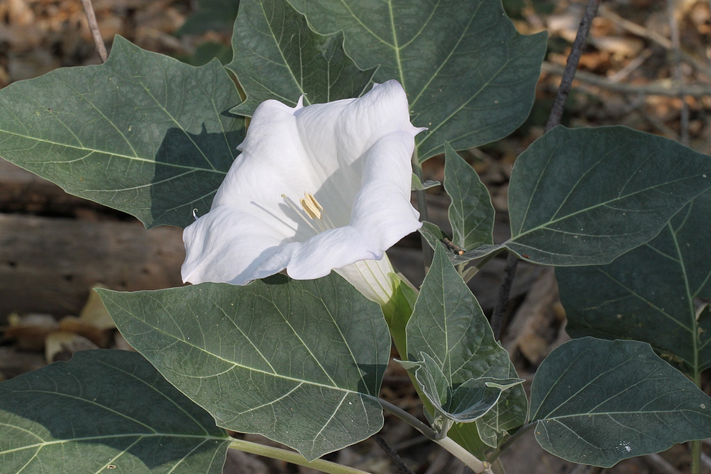 Flower and leaves