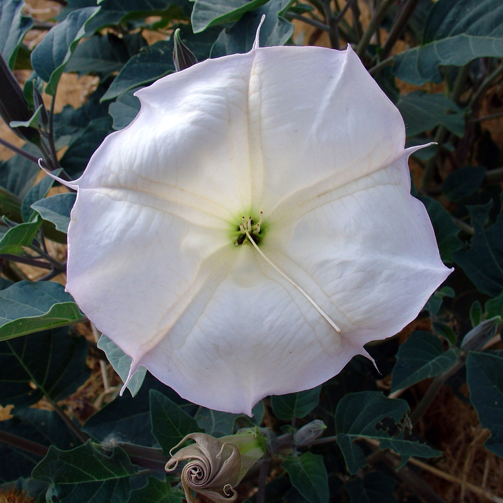 Flower close up