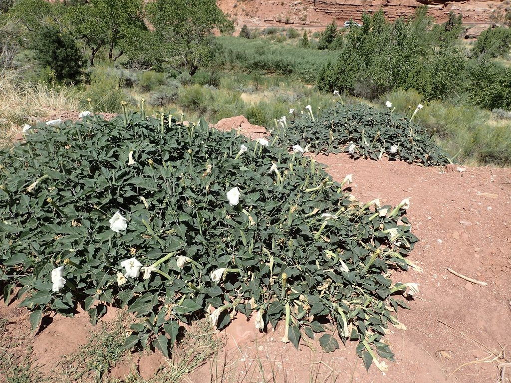 Form