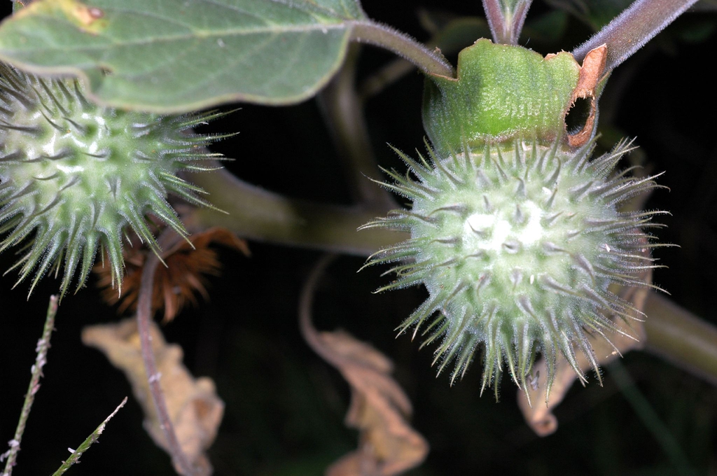 Fruits