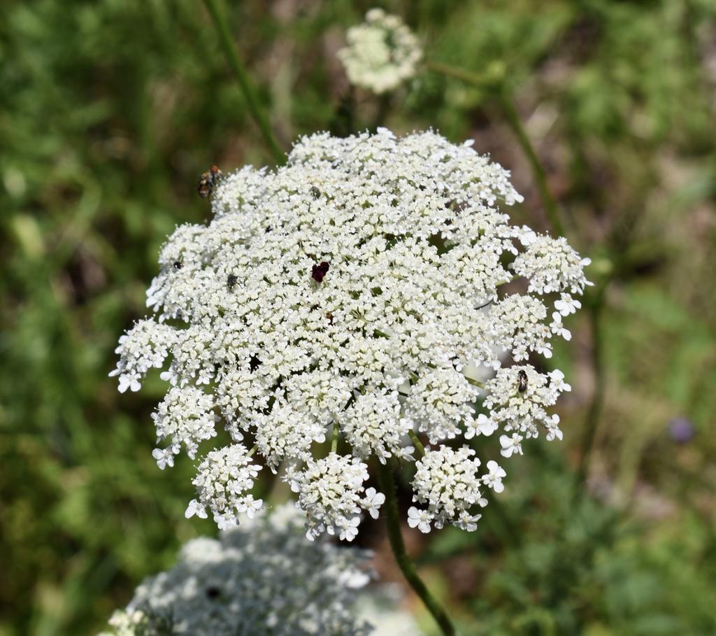 Daucus carota