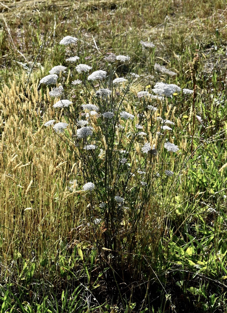Form in a Field - June 1, Warren Co., NC