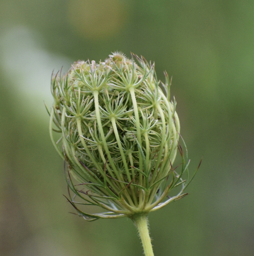 Unopened Flowerhead - June 26 - Warren Co., NC