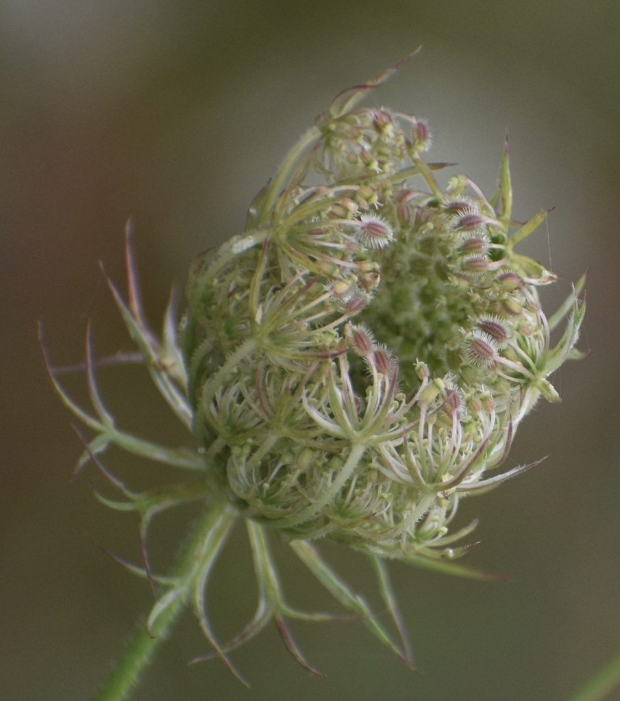 Unopened Flowerhead w/Seeds - Warren Co., NC