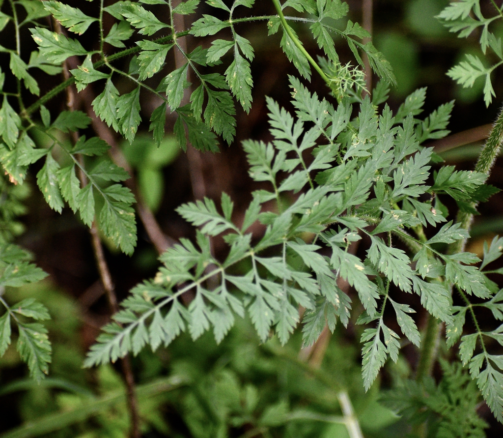 Leaves