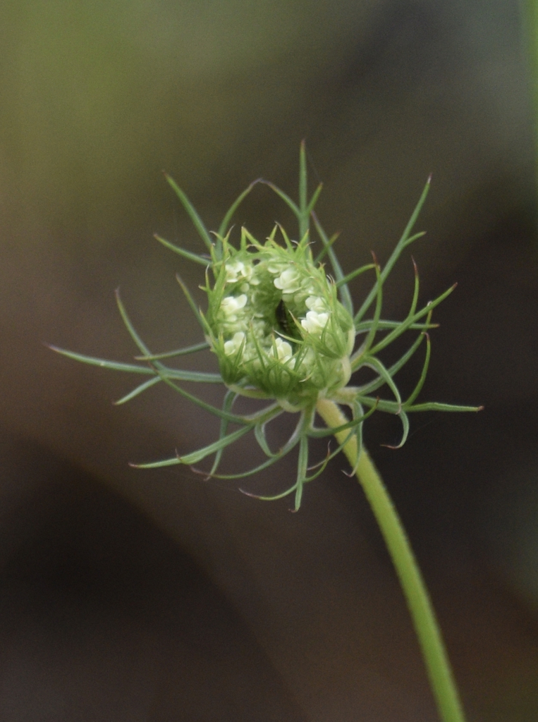 Unopened Flowerhead - June - Warren Co., NC