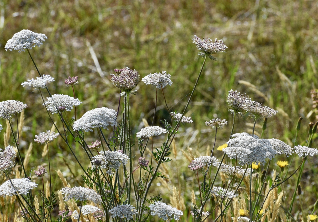 Flowers in a Field - June 1,  Warren Co, NC