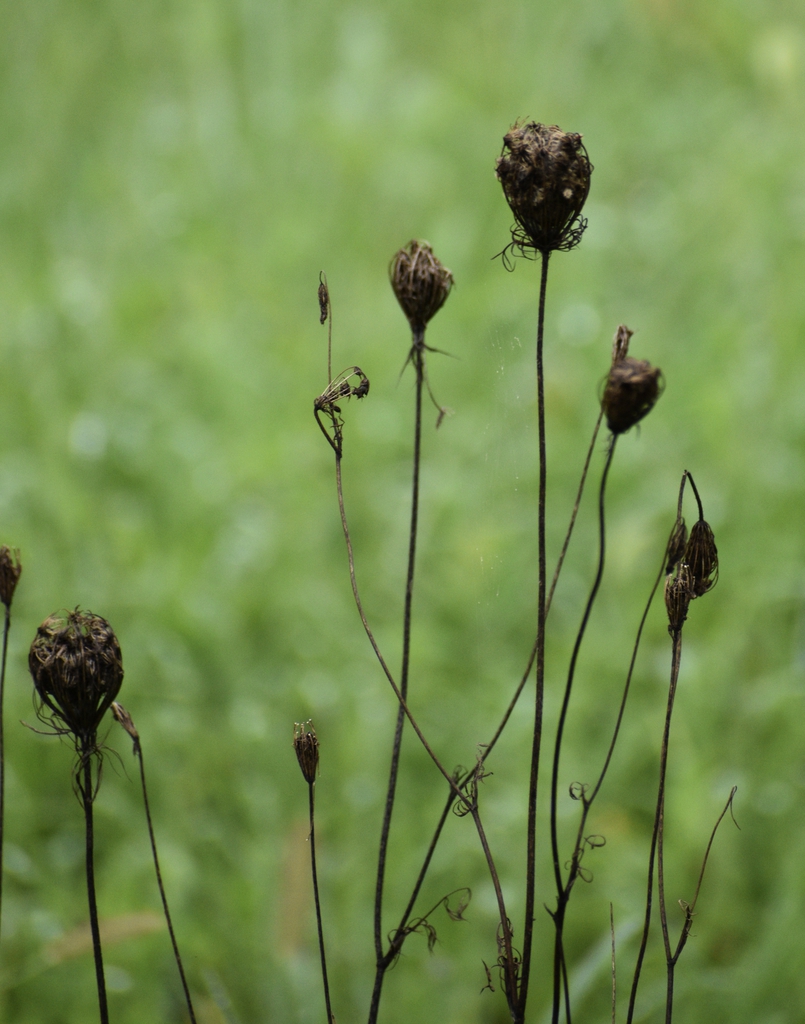 Dried Flower - Aug. 20 - Warren Co., NC