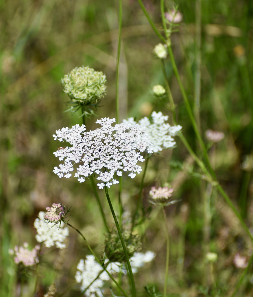 Form