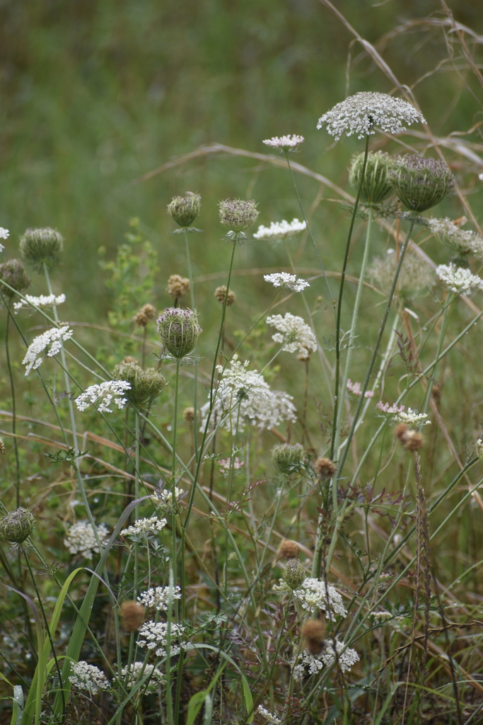 Flowers - Different Stages - June 26 - Warren Co., NC