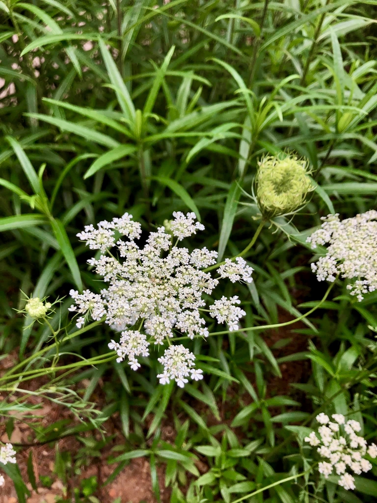 Daucus carota