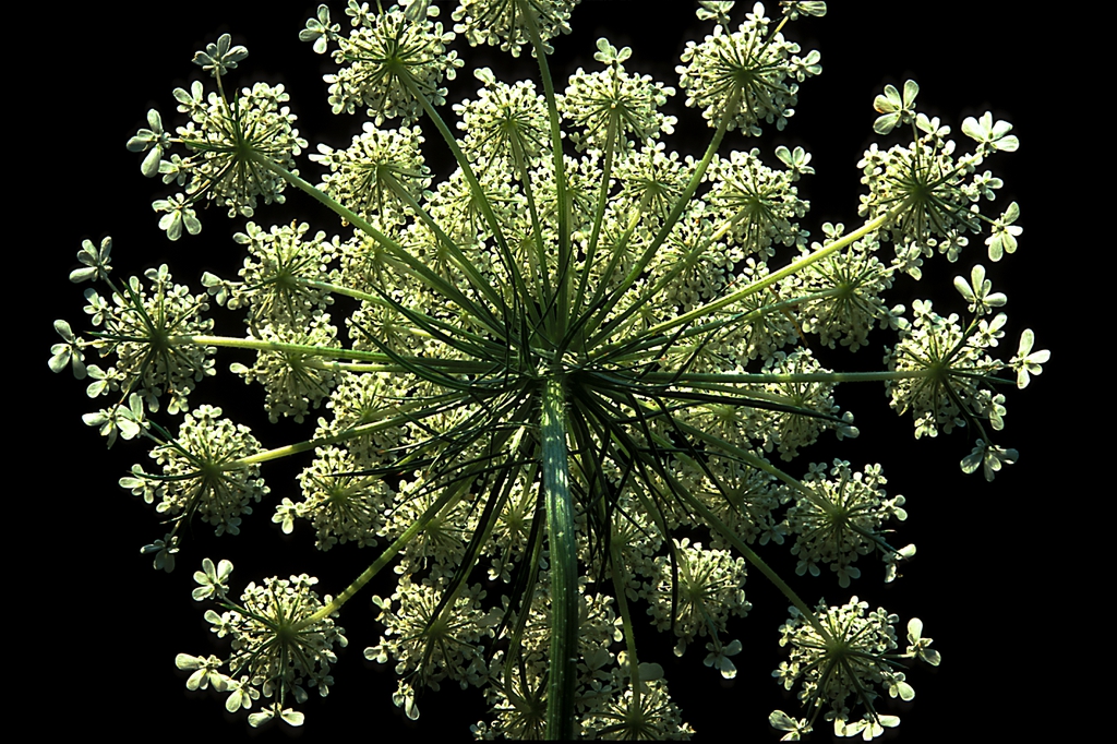 Daucus carota