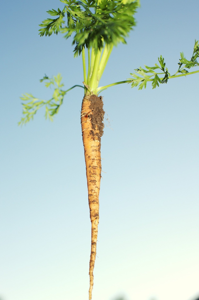 Daucus carota subsp. sativus