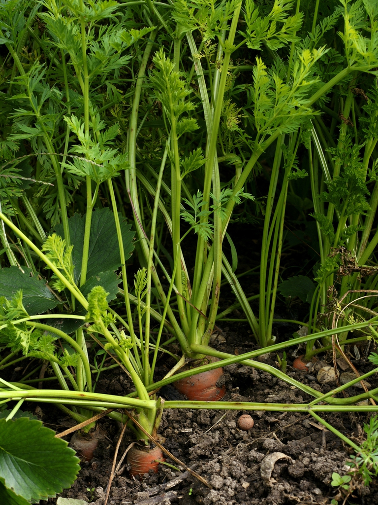 carrot's leaves