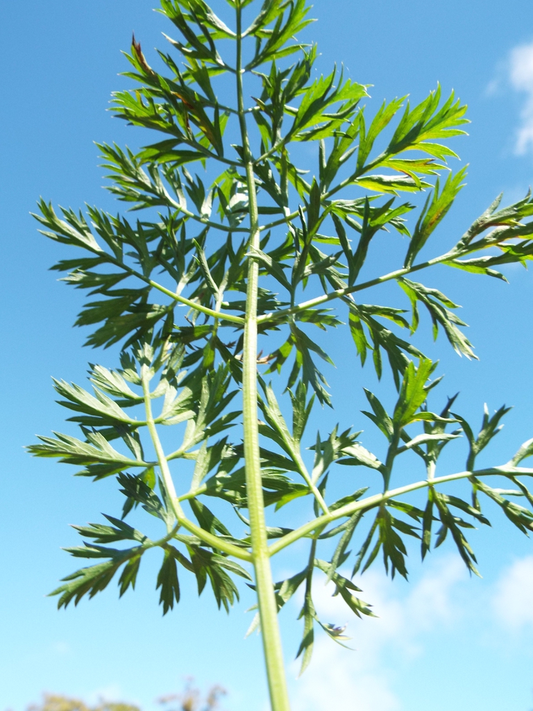 Leaves of a carrot