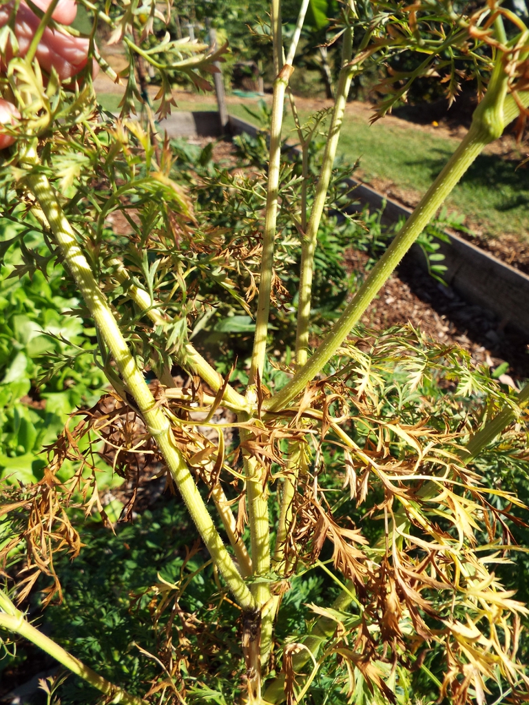 Flower stalk and stems of a carrot