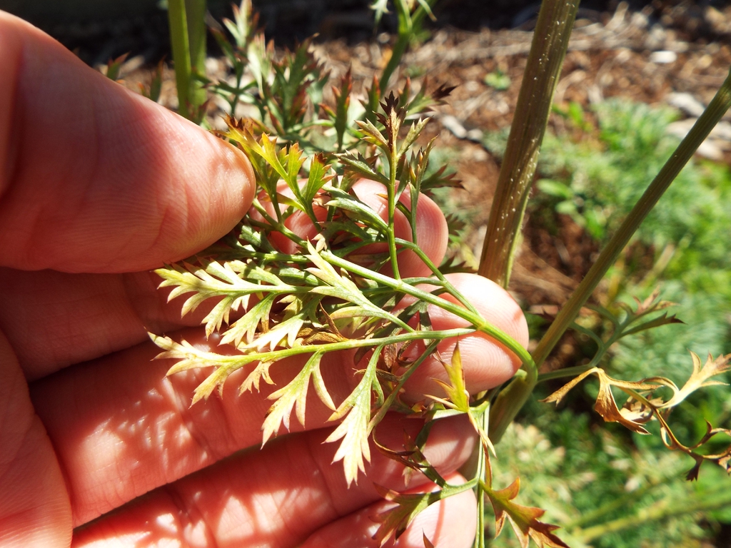 Leaves of a carrot