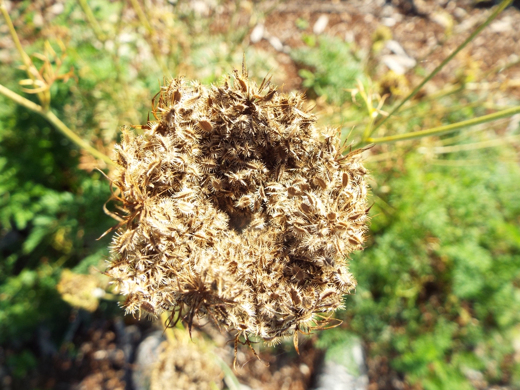 Seedhead of a carrot