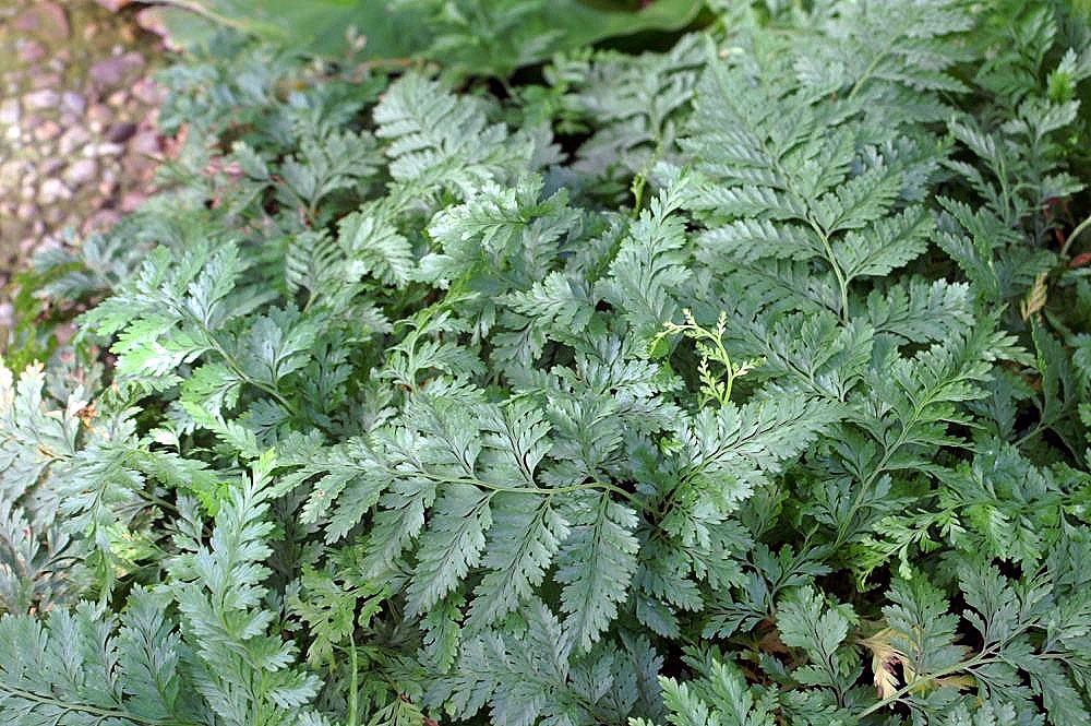 Plant