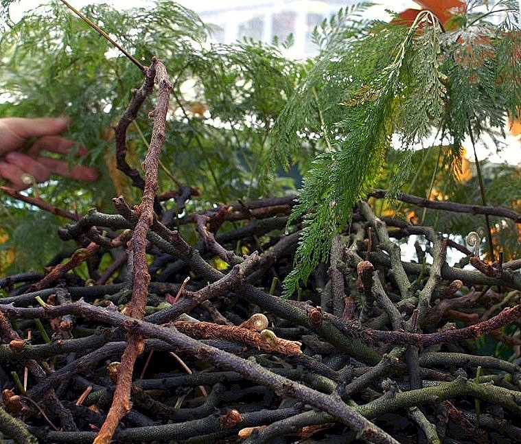 Rhizomes