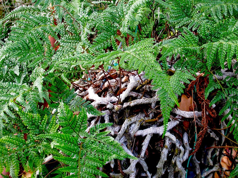 Potted fern with lacy fronds and fuzzy, creeping rhizomes.