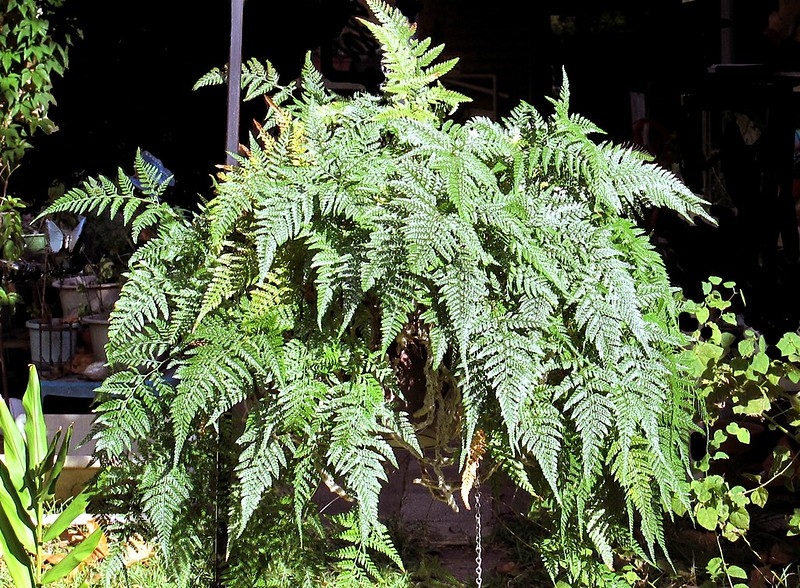 Potted fern with lacy fronds.