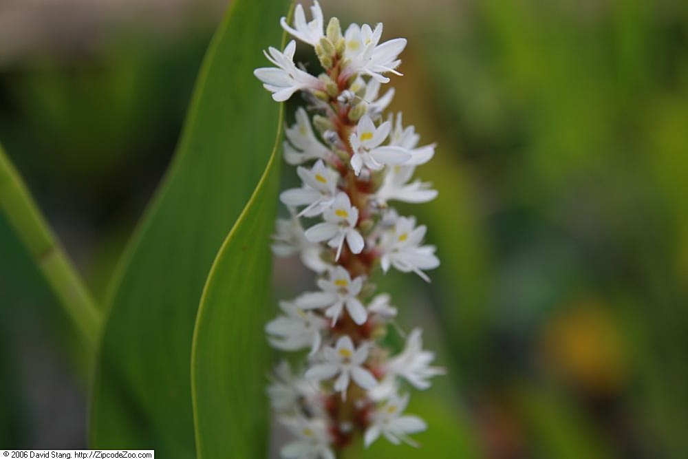 Pontederia cordata alba