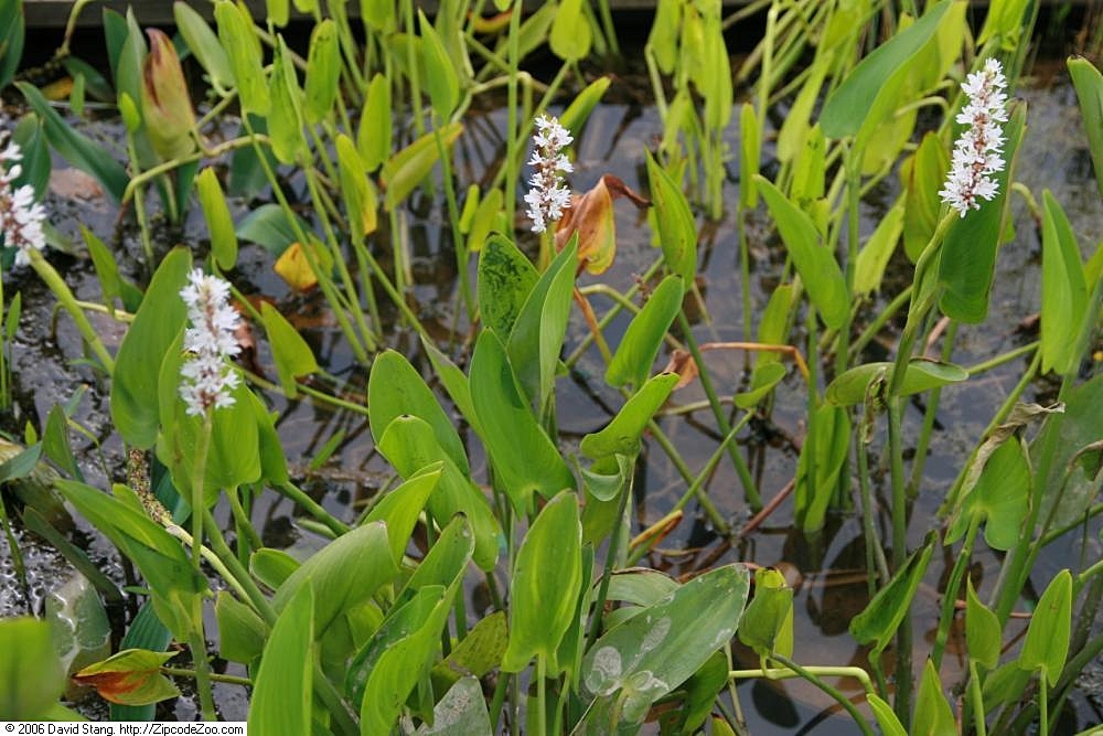 Pontederia cordata alba