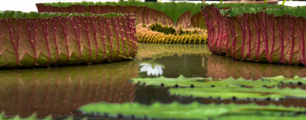 Victoria amazonica