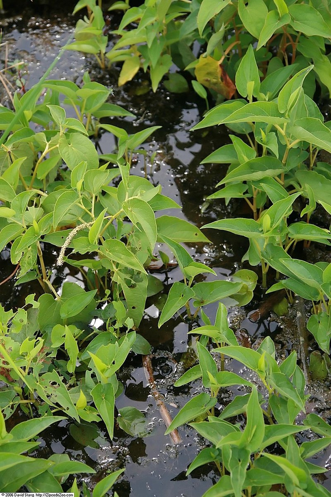 Saururus cernuus