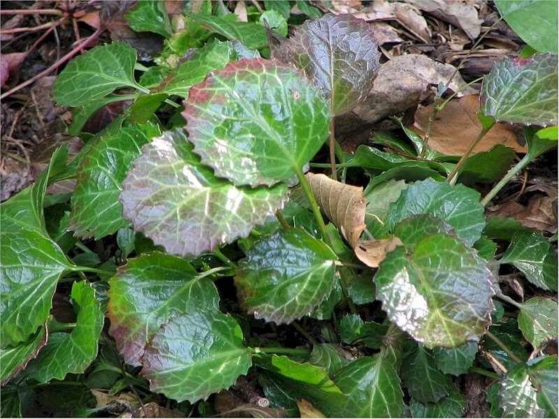 Color change in fall