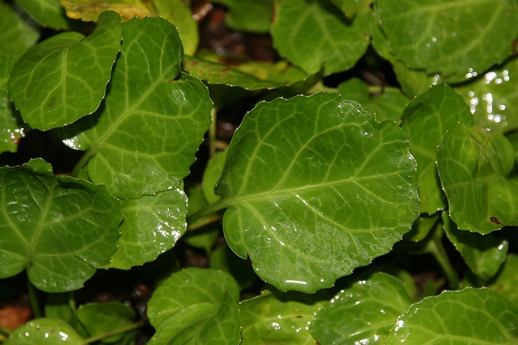 Leaves