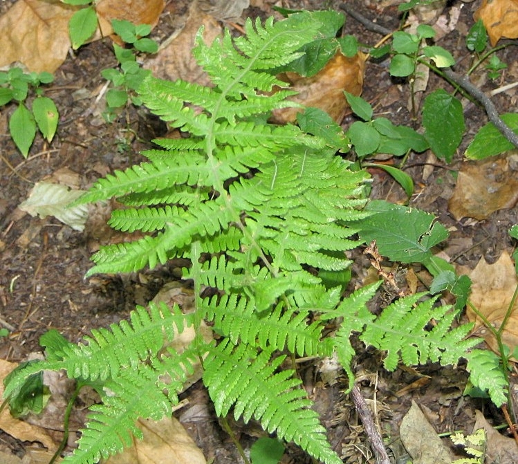 fronds