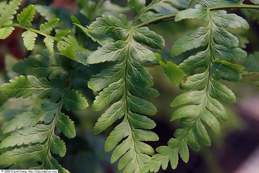 Close-up of pinnules