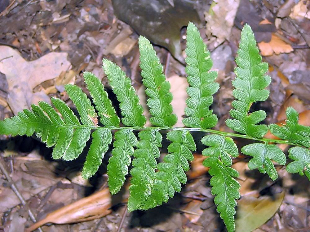 Close-up of frond with pinnatifid pinnules