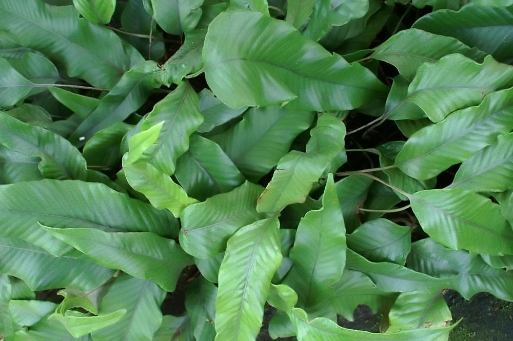 Pyrrosia lingua