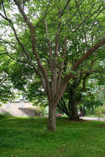 Davidia involucrata
